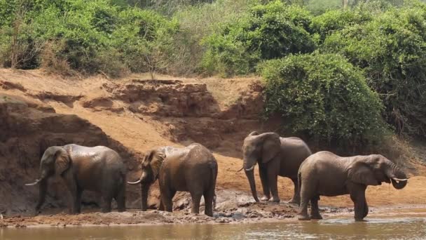 Elefantes africanos en un río — Vídeo de stock