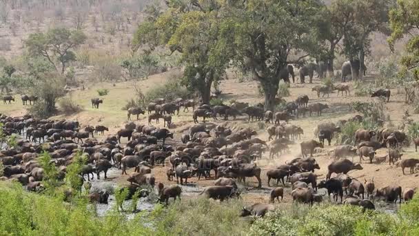 Африканская стадо буйволов — стоковое видео