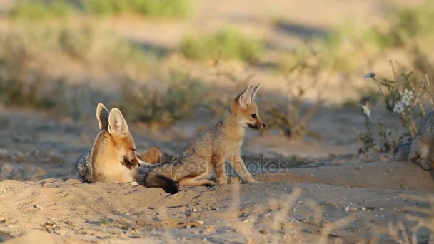 Cape foxes at their den — Stock Video