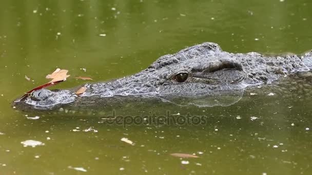 Нильский крокодил в воде — стоковое видео