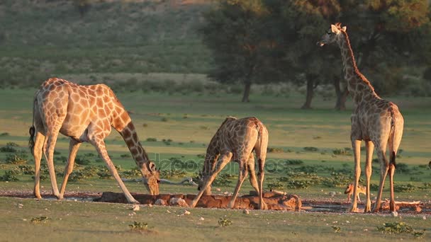 Jirafas agua potable — Vídeos de Stock