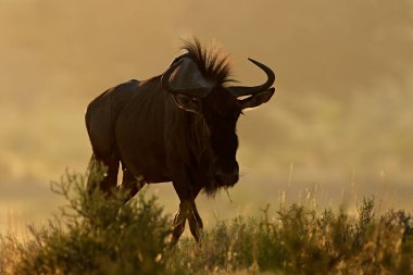 toz mavi wildebeest