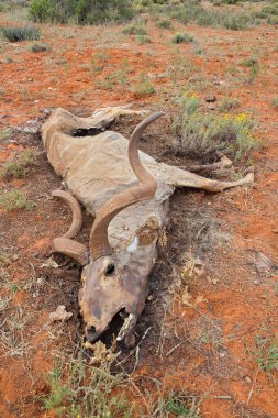 Dead kudu antelope clipart