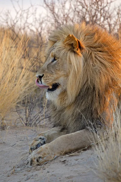 Stor mandlig afrikansk løve - Stock-foto