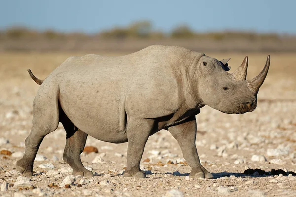자연 서식 지에서 검은 코뿔소 — 스톡 사진