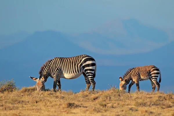 Cape mountain zebras — Stock Photo, Image