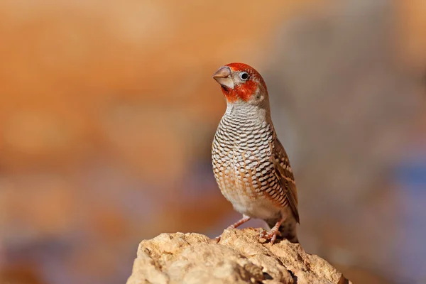 Manliga Rödhuvad finch — Stockfoto