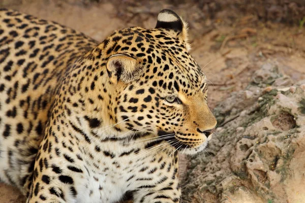 Portrait of a leopard — Stock Photo, Image