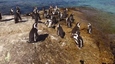Kıyı buzlu Afrika penguenler