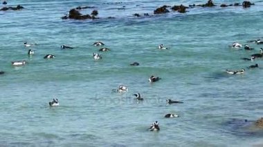 Afrika penguenler Yüzme