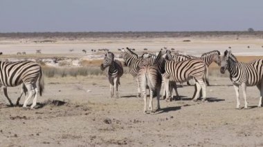 Ovalar zebra sürüsü - etkin Ulusal Parkı