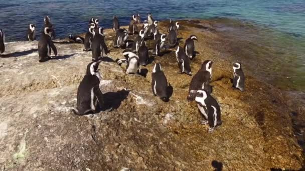 Pinguins africanos em rochas costeiras — Vídeo de Stock