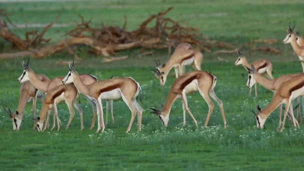 Utfodring springbok antiloper — Stockvideo