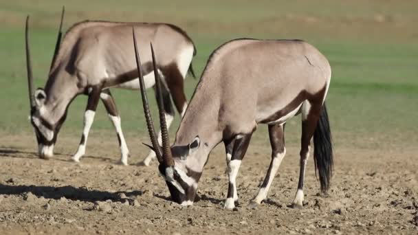 Gemsbok antelopes eating salty soil — Stock Video