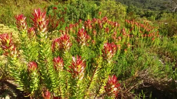 Jardines botánicos Kirstenbosch - Ciudad del Cabo — Vídeos de Stock