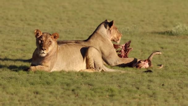 Lions guarding their prey — Stock Video