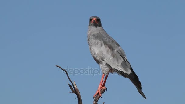 Pale Chanting goshawk — Stock Video