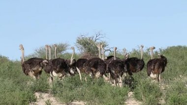 Devekuşları doğal ortamlarında 