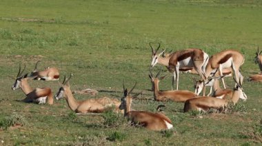 Springbok antilop dinlenme