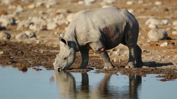 Black rhinoceros drinking water — Stock Video