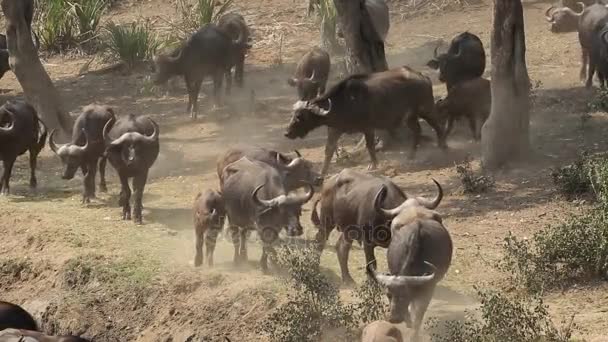 Африканская стадо буйволов — стоковое видео