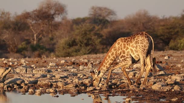 Giraffe drinking water — Stock Video