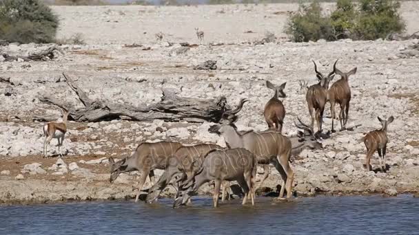 Antilopi di Kudu acqua potabile — Video Stock