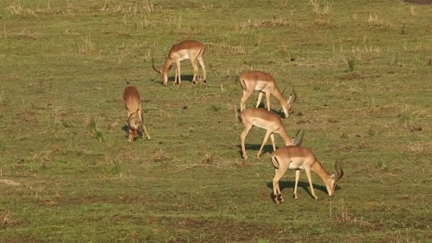 Impala antilopen grazen — Stockvideo