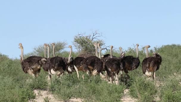 Les autruches dans l'habitat naturel — Video