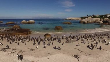 Afrika penguen kolonisi