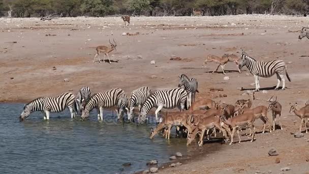 Зебра и Импала антилопы у водопоя — стоковое видео