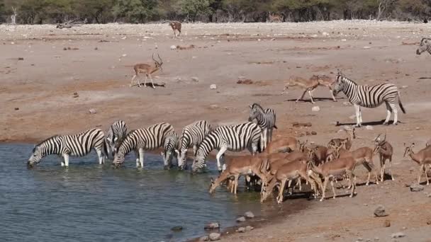 Zebra a Impala antilopy na vodní díry