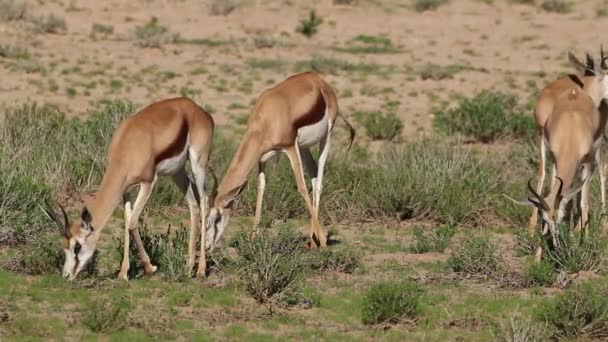 Krmení springbok antilopy — Stock video