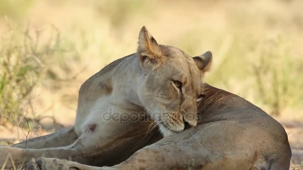 Крупный план львицы (Panthera leo), ухаживающей за собой, пустыни Калахари, южноафриканской львицы Груминг в естественной среде обитания — стоковое видео