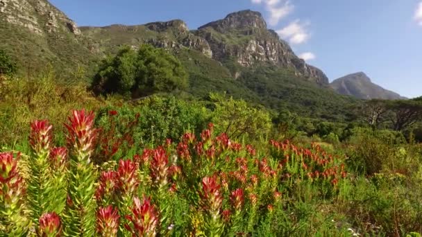 Kirstenbosch Botanische tuinen - Kaapstad — Stockvideo