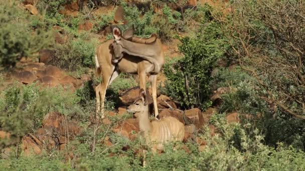 Kudu antelopes in natural habitat — Stock Video
