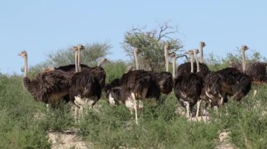 Devekuşları doğal ortamlarında