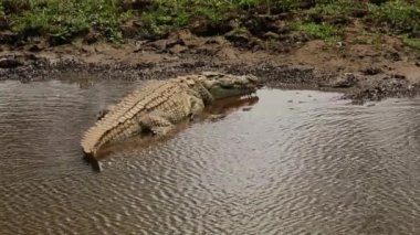 Nil timsahı tadını çıkarma