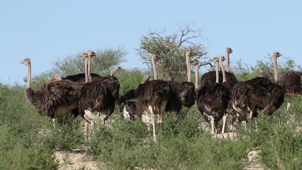 Ostriches in natural habitat — Stock Video