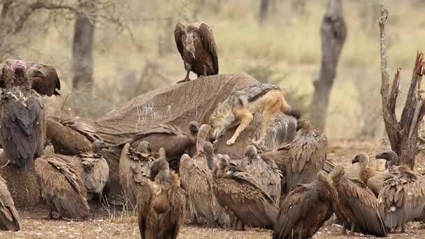 Scavenging vultures and black-backed jackal — Stock Video