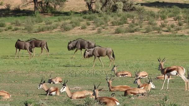 Springbok antelopes and blue wildebeest — Stock Video