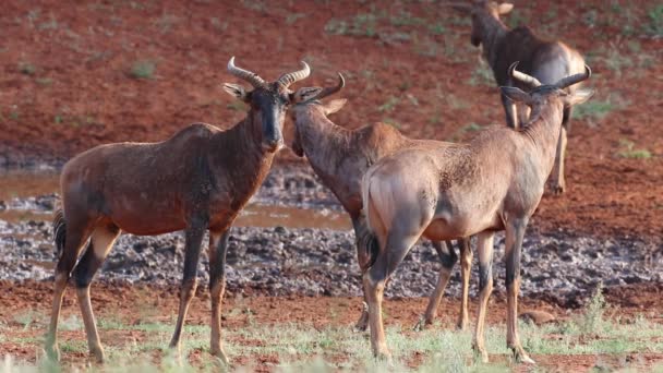 Tsessebe antelopes at a waterhole — Stock Video