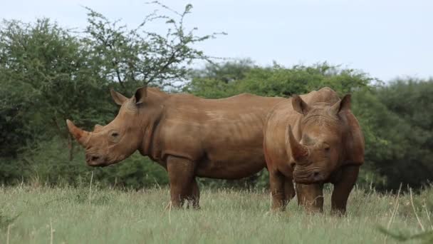 White rhinoceros in natural habitat — Stock Video