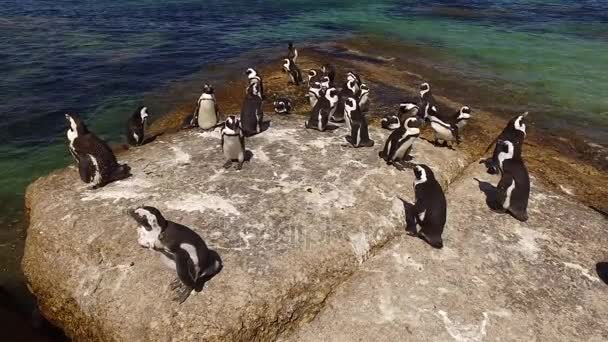 Pingüinos africanos en rocas costeras — Vídeo de stock