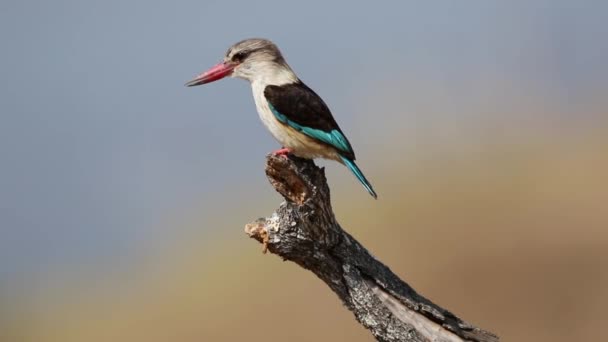 Marrón con capucha Kingfisher — Vídeo de stock