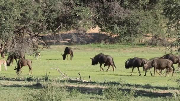 Blue wildebeest herd — Stock Video
