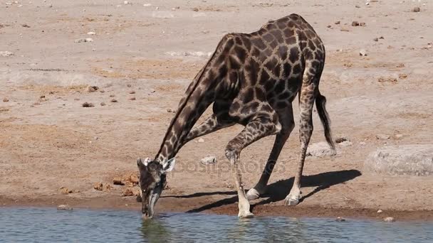 Жираф пьет воду — стоковое видео