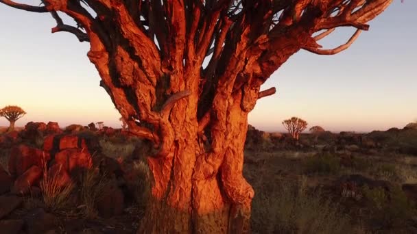 Сагайдак дерево на заході сонця — стокове відео