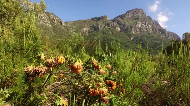 Kirstenbosch botanical gardens - Cape Town — Stock Video