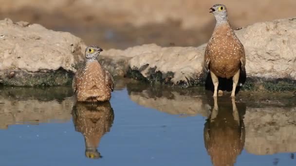 Sandgrouse wody pitnej — Wideo stockowe